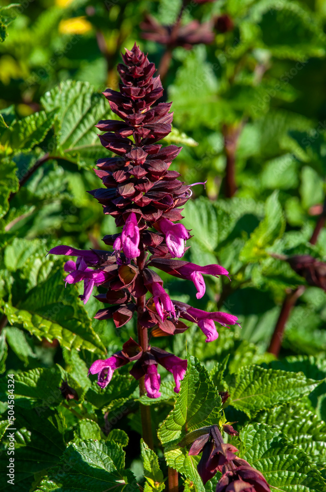 Sydney Australia, flower stem of a salvia ‘Rockin’ Fuchsia’ Sydney Australia, flower stem of a salvia ‘Rockin’ Fuchsia’
