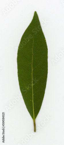 laurel bay sc. name Laurus nobilis tree leaf