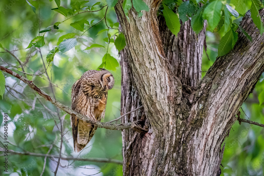 北海道の6月、トラフズクの初夏。
