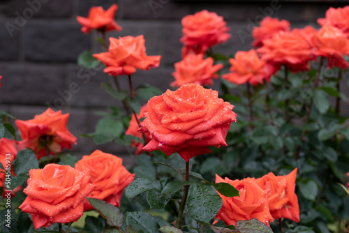 雨後の薔薇 photo