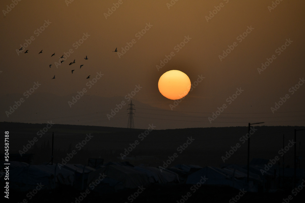 Fototapeta premium Sunset moment with a group of birds flying in the sky