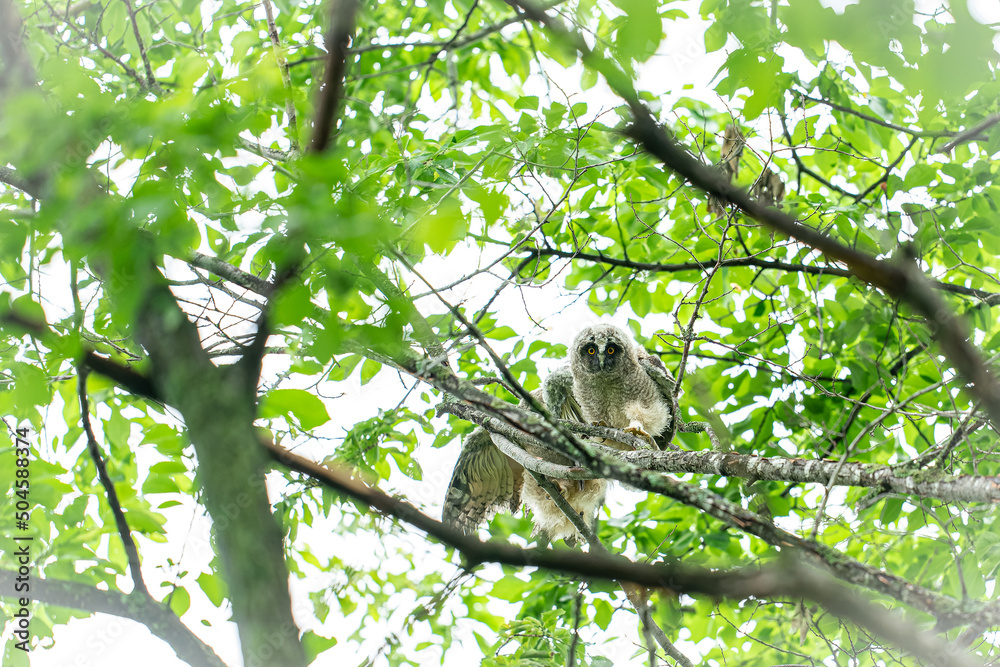 Fototapeta premium 北海道の初夏、トラフズクの雛。 