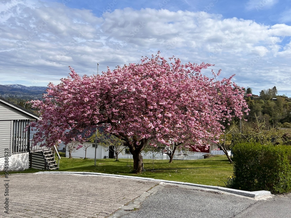 Knappenfjellet Park and Recreating Area Hiking Bergen Norway Knappenfjellet Park and Recreating Area Hiking Bergen Norway