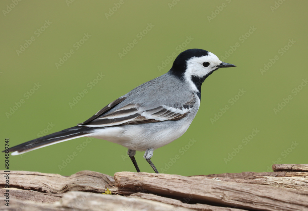 Obraz premium wagtail