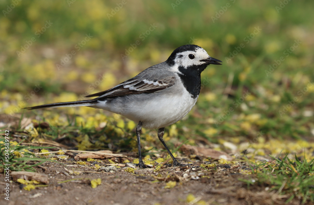 wagtail wagtail