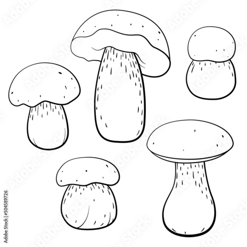 porcini mushrooms outline