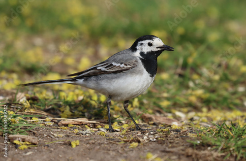 wagtail