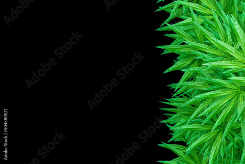 cannabis isolated on background