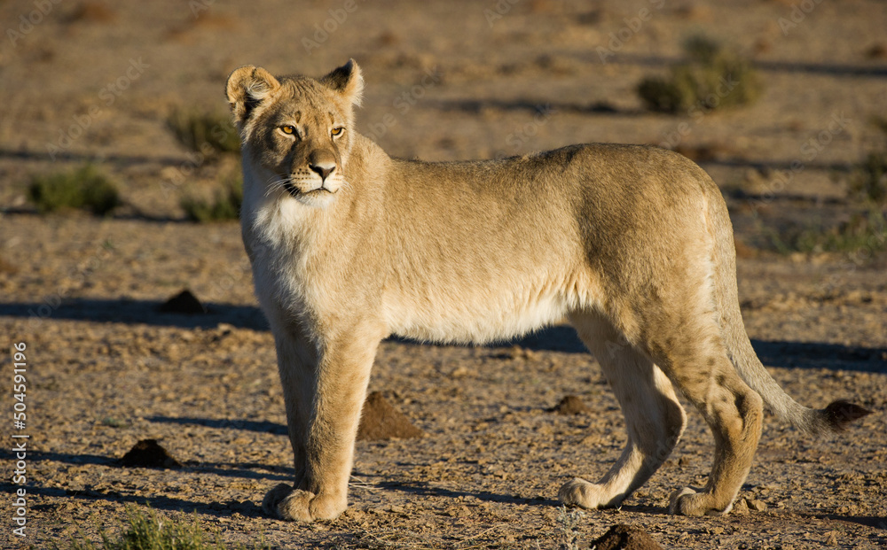 Fototapeta premium Lion (Panthera leo) Kgalagadi Transfrontier Park, South Africa