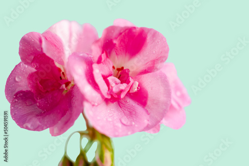 Pink flower of geranium  pelargonium on green background