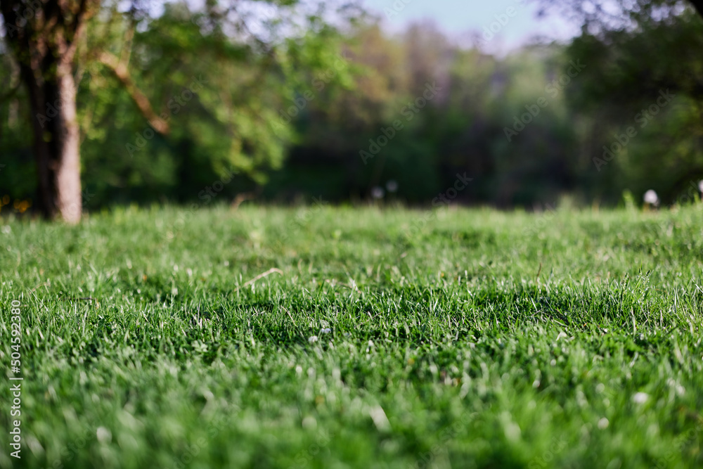 Green spring grass growing in a clearing, taken close-up in sunlight Green spring grass growing in a clearing, taken close-up in sunlight