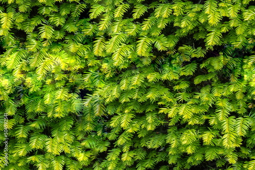 Seamless background of close up on taxus baccata evergereen hedge photo