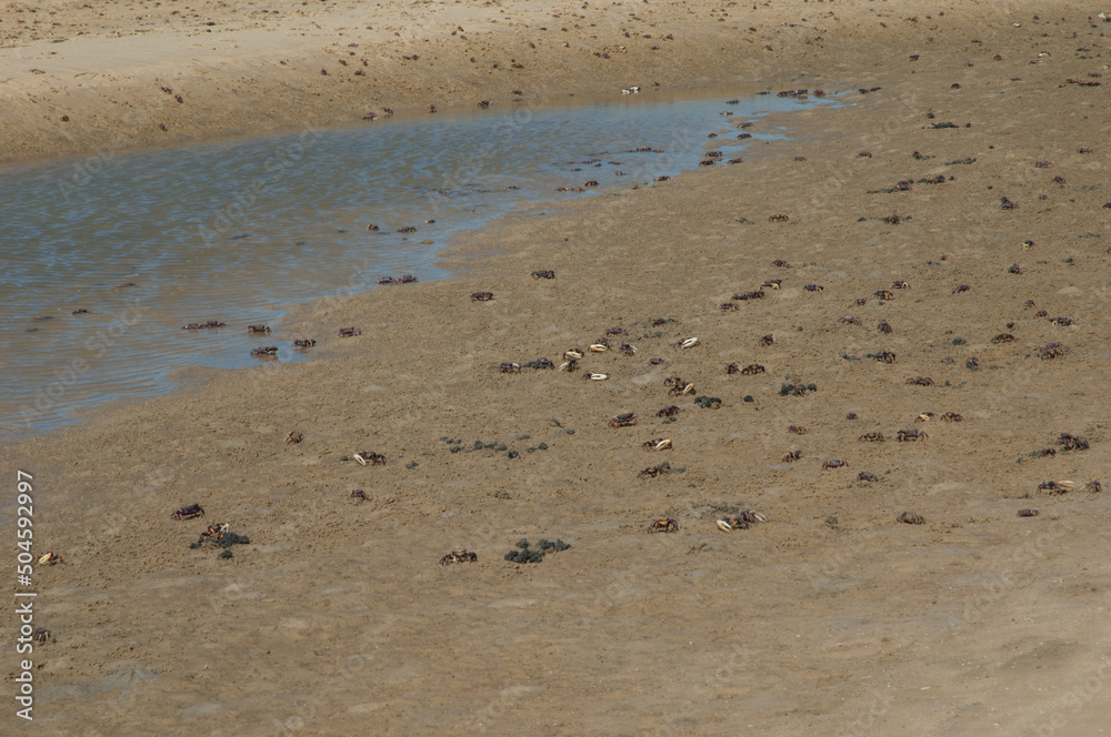 Fiddler crabs Afruca tangeri in the Senegal River. Langue de Barbarie National Park. Saint-Louis. Senegal. Fiddler crabs Afruca tangeri in the Senegal River. Langue de Barbarie National Park. Saint-Louis. Senegal.