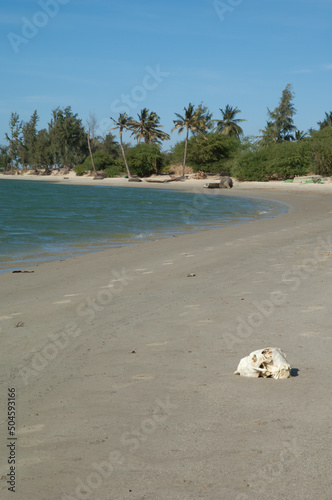 Skull of an animal in the Senegal River. Langue de Barbarie National Park. Saint-Louis. Senegal.