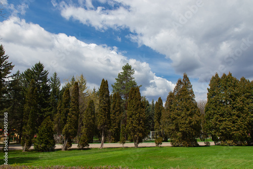 Beautiful meadow in the park