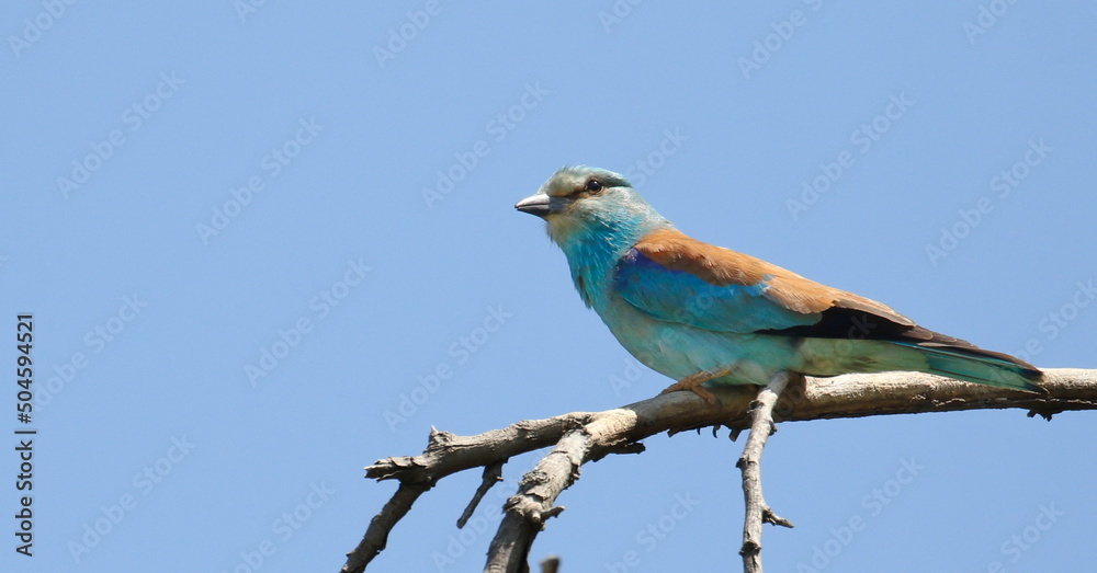 European Roller on branch, Coracias garrulus European Roller on branch, Coracias garrulus