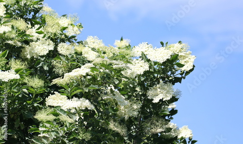 Elder, elderberry plant with flowers in spring