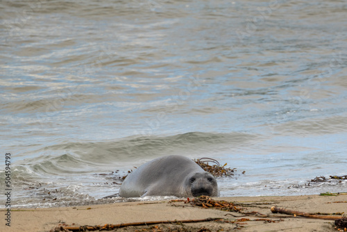 Elephant Seal Starts to Come Ashore