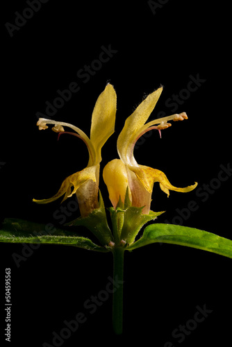 Amazing Yellow Archangel Flower . A close up of a young awesome archangel flower (Lamium Galeobdolon). Marvel at the details of this wildflower widespread in Europe.