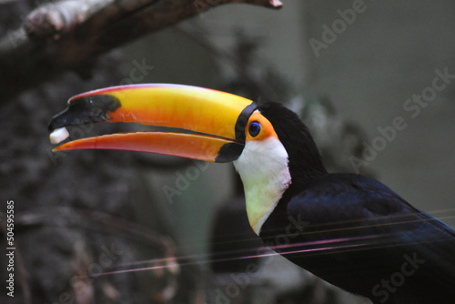 toucan on a tree