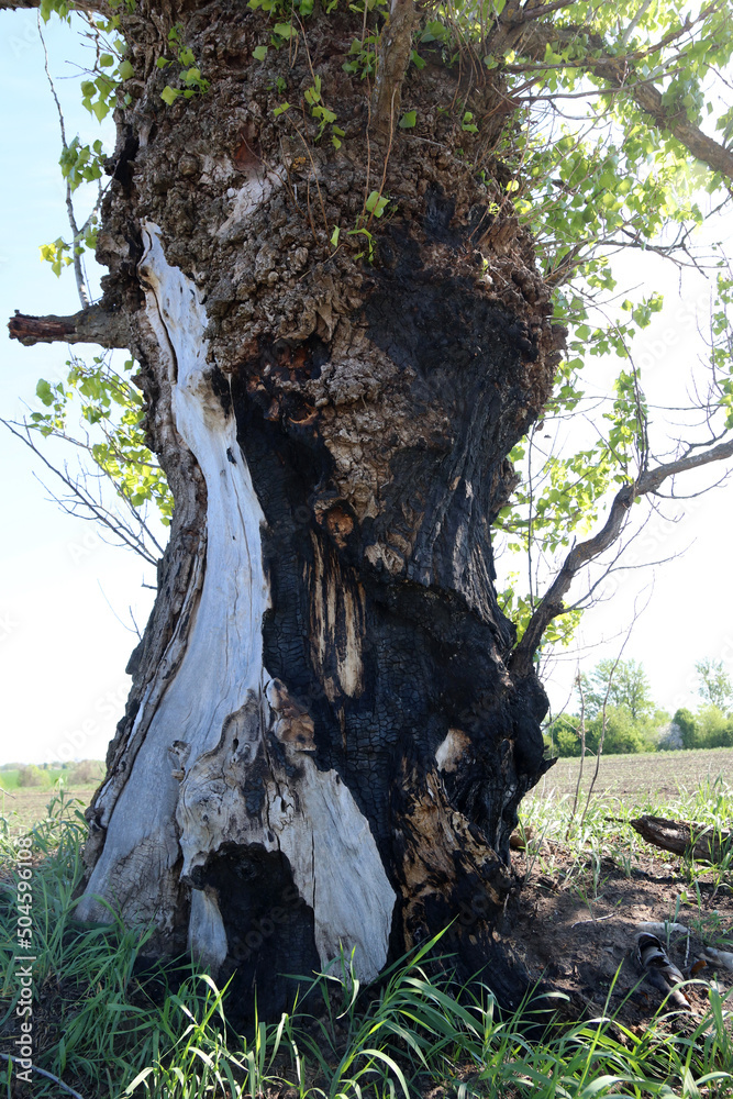 Fototapeta premium Huge tree with damaged bark. The tree was scorched by a lightning strike.