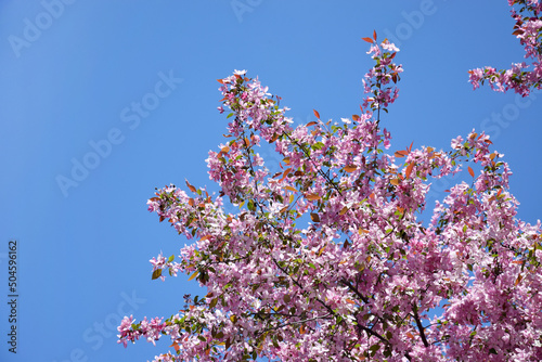 Pink apple tree flowers against a blue sky.