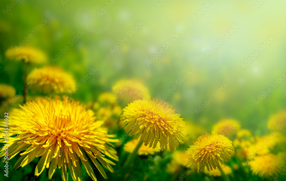 Beautiful flowers of yellow dandelions in nature in warm summer
 or spring on a meadow in sunny weather.
