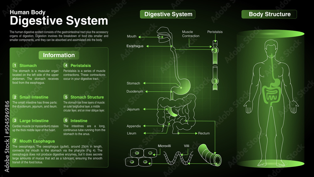 Obraz premium Vector Diagrams of Cardiovascular System: Function, Organs and Anatomy