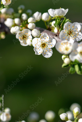 White flowers of cherry blossoms in spring. Selective focus. Copy space.