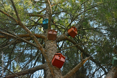 Birdhouses fixed on pine tree