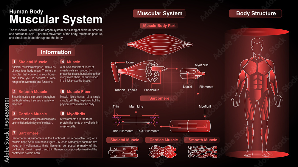 Vector Diagrams of Human Body Muscular System: Function, Organs and Anatomy