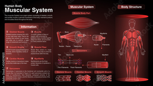 Vector Diagrams of Human Body Muscular System: Function, Organs and Anatomy photo
