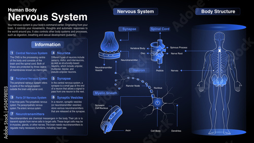 Vector Diagrams of Cardiovascular System: Function, Organs and Anatomy