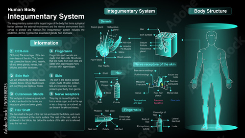 Vector Diagrams of Integumentary System: Function, Organs and Anatomy