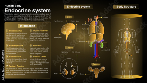 Vector Diagrams of Endocrine System: Function, Organs and Anatomy