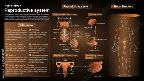 Vector Diagrams of Reproductive System: Function, Organs and Anatomy