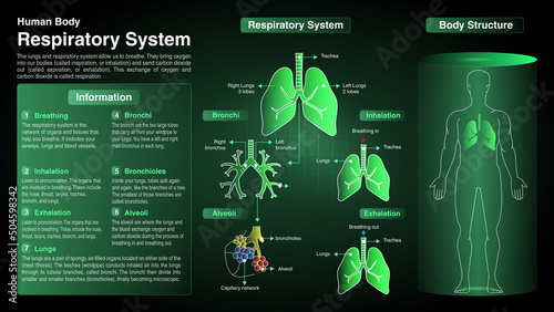 Vector Diagrams of Respiratory System: Function, Organs and Anatomy photo