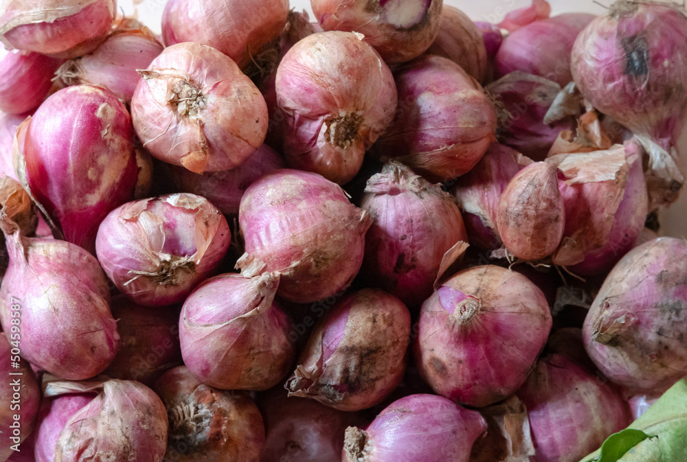 onion after harvest from the garden onion after harvest from the garden