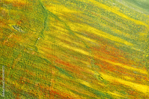 Drone aerial photo of field with yellow blooming  marguerite and  red poppy flowers. Spring landscape  background
