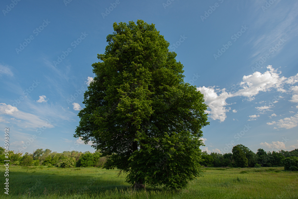 Linden tree in the meadow, against the backdrop of the forest. Linden tree in the meadow, against the backdrop of the forest.