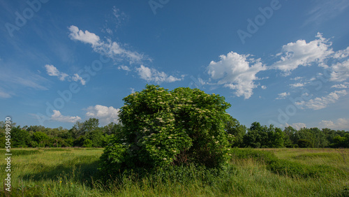 Blooming elderberry bush in the meadow.