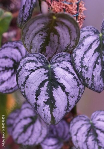 Close up of the green silvery leaves of Philodendron Brandtianum, a popular houseplant photo