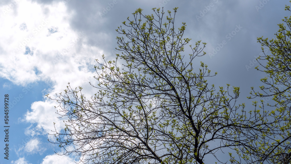 Young vibrant green leaves on stormy sky background. The first spring tender leaves, buds and branches. Young vibrant green leaves on stormy sky background. The first spring tender leaves, buds and branches.