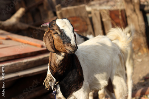 A Brown and white color pet Goat in Village.A Goat Tie with rope