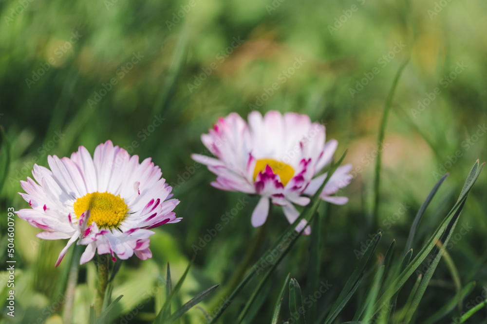 Two daisies or Bellis perennis in green grass Two daisies or Bellis perennis in green grass