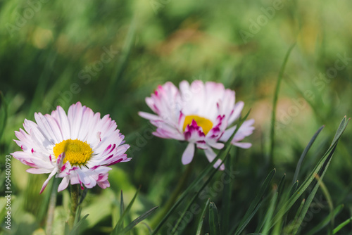 Two daisies or Bellis perennis in green grass