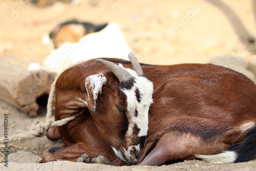 Close up shot of Brown Goat Sleeping, Close up of Sleeping Goat