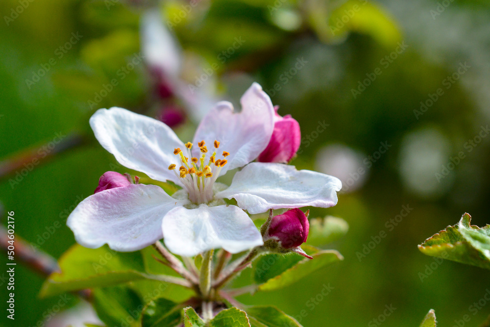 Spring apple flower on twigs on nature blur background, Selective focus. Close up, - springtime, shallow DOF. Spring apple flower on twigs on nature blur background, Selective focus. Close up, - springtime, shallow DOF.