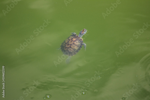 Turtle swimming in the pond