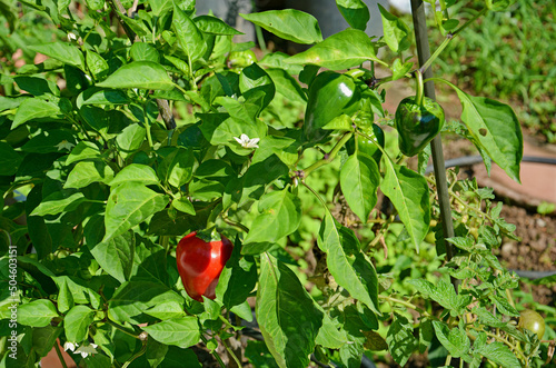 red and green peppers